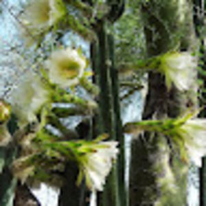 Meet your Posher, Joy